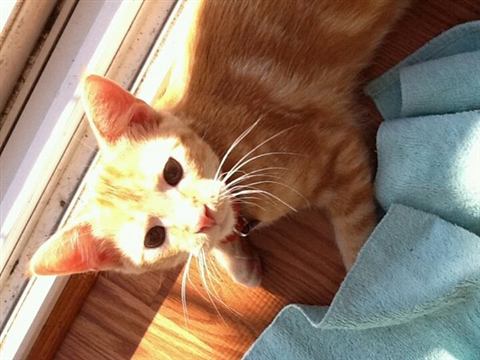 Tobias — cat photo 1