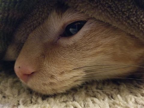 Tobias — cat photo 2