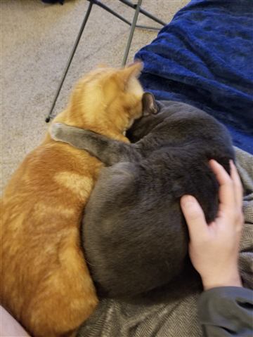 Gob and Tobias — cat photo 3