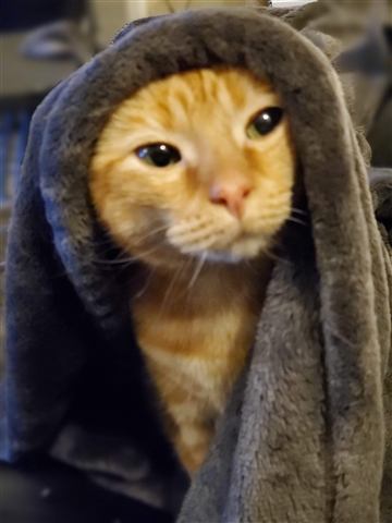 Tobias — cat photo 4