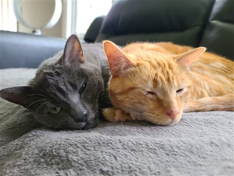 Gob and Tobias — cat photo 6