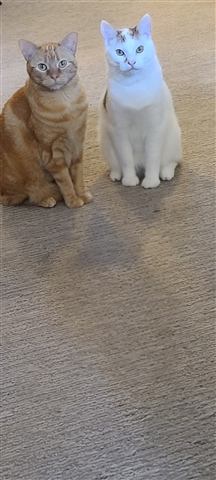 Tobias and Buster — cat photo 7