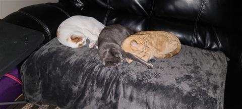 Tobias — cat photo 8
