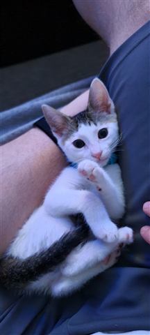 Marissa — cat photo 9