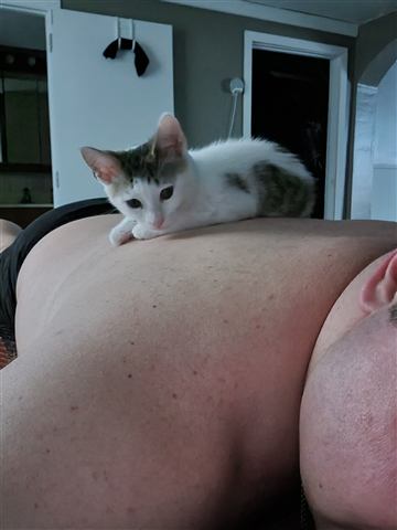 Marissa — cat photo 10