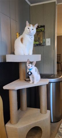 Buster and Marissa — cat photo 11