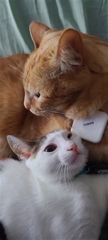 Tobias and Marissa — cat photo 12