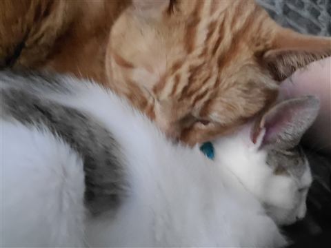 Tobias and Marissa — cat photo 13