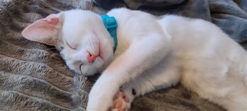 Marissa — cat photo 14