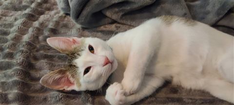 Marissa — cat photo 15