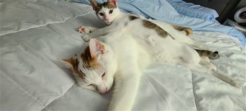 Marissa — cat photo 16