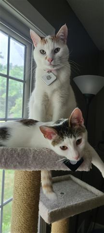 Buster and Marissa — cat photo 17