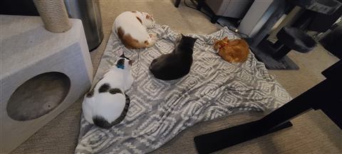 Buster and Marissa — cat photo 18