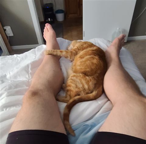 Tobias — cat photo 19