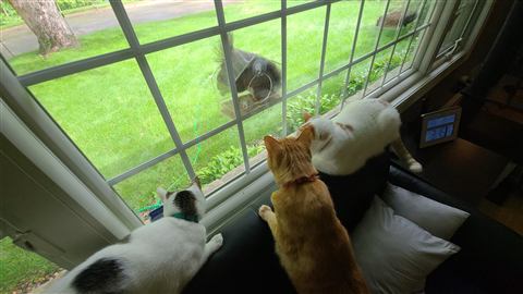 Tobias and Buster and Marissa — cat photo 20