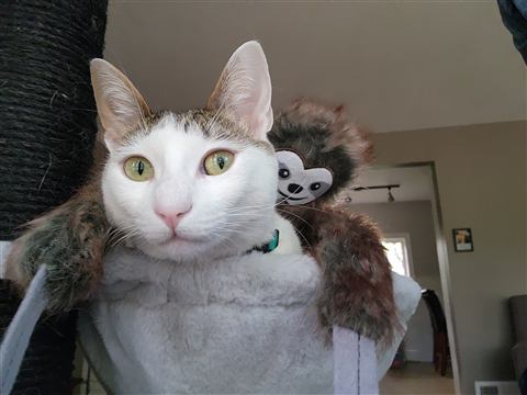 Buster and Marissa — cat photo 21