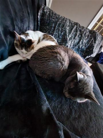 Buster and Marissa — cat photo 22