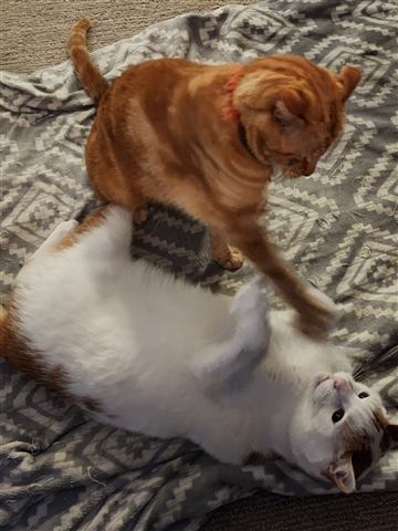 Tobias and Buster and Marissa — cat photo 23