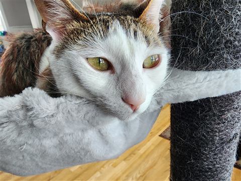 Buster and Marissa — cat photo 24