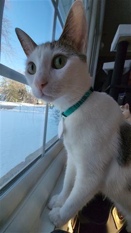 Buster and Marissa — cat photo 25