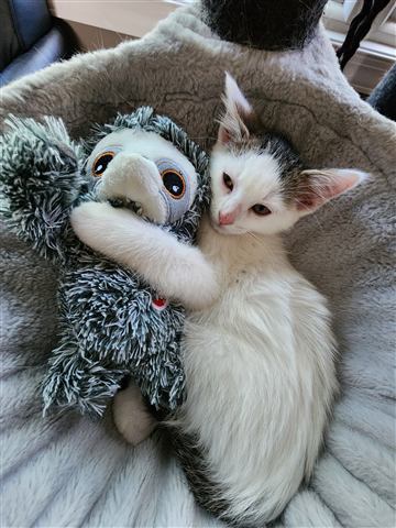 Buster and Marissa and Layne — cat photo 26