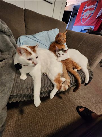 Tobias and Buster and Marissa and Layne — cat photo 27