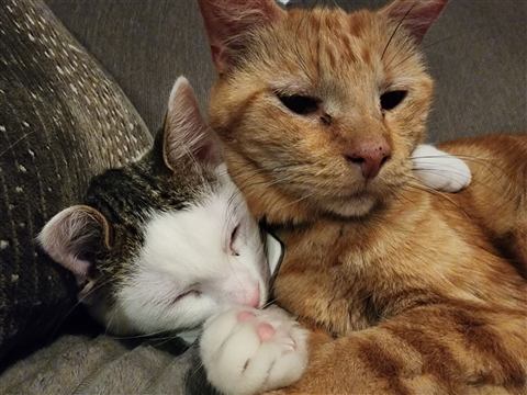 Tobias and Buster and Marissa and Layne — cat photo 28
