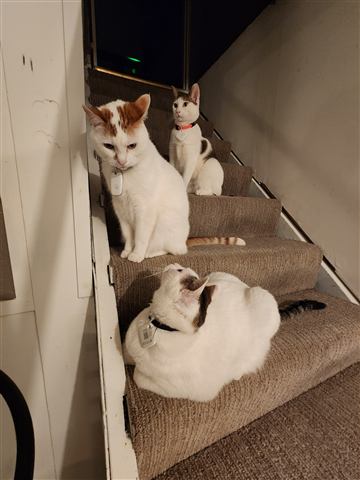 Buster and Marissa and Layne — cat photo 31