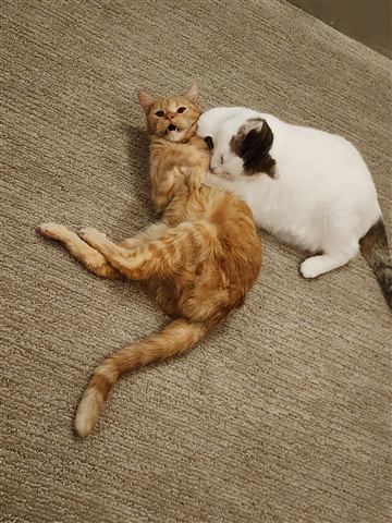 Tobias and Buster and Marissa and Layne — cat photo 32