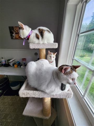 Buster and Marissa and Layne — cat photo 33
