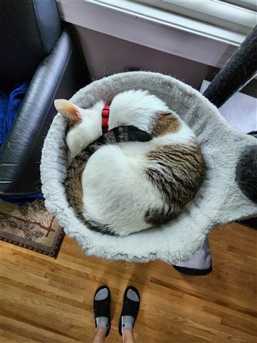 Buster and Marissa and Layne — cat photo 34
