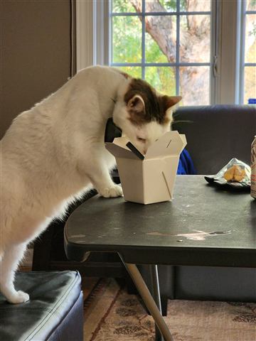 Buster and Marissa and Layne — cat photo 35