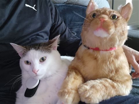 Tobias and Buster and Marissa and Layne — cat photo 36