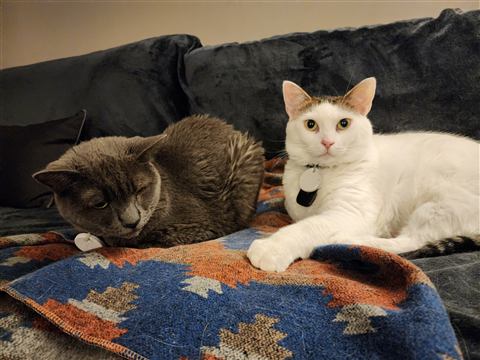 Buster and Marissa and Layne — cat photo 37