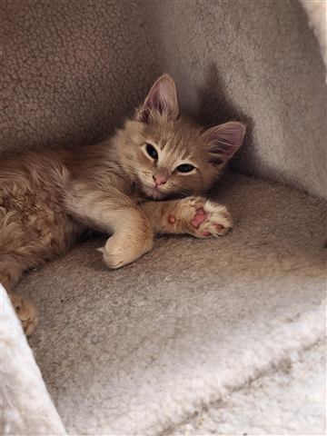 Tobias II — cat photo 39