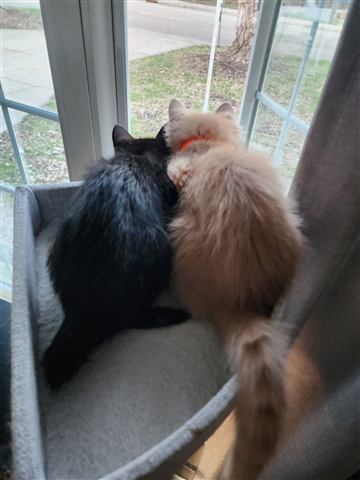 Buster and Tobias II — cat photo 40