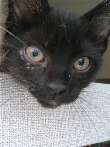 Sally — cat photo 41