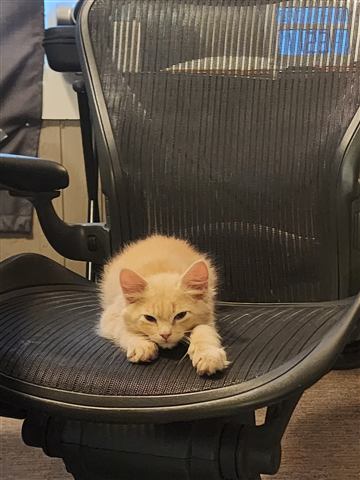 Tobias II — cat photo 43