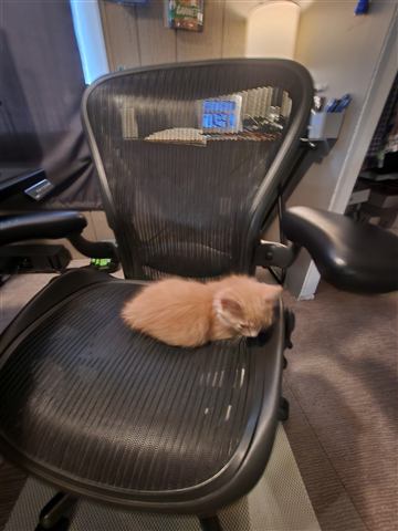 Tobias II — cat photo 44
