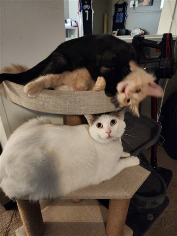 Buster and Marissa and Layne and Sally — cat photo 45