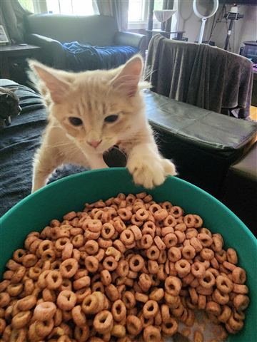 Tobias II — cat photo 48