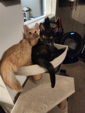 Tobias II and Sally — cat photo 50