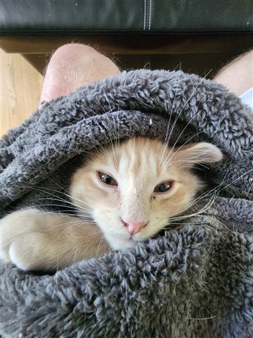 Tobias II — cat photo 51