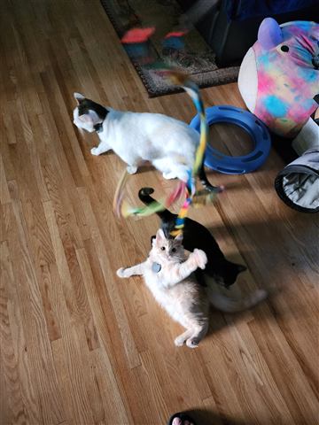 Tobias II — cat photo 53