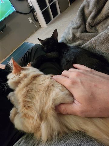 Tobias II and Sally — cat photo 54