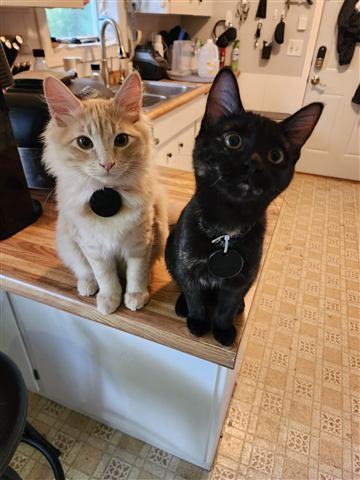 Tobias II and Sally — cat photo 55