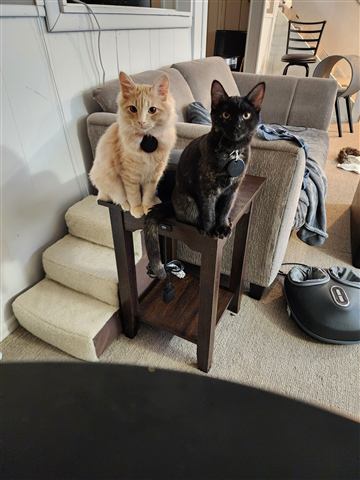 Tobias II and Sally — cat photo 56