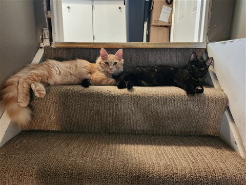 Tobias II and Sally — cat photo 57