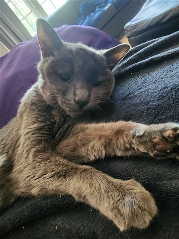 Gob — cat photo 58
