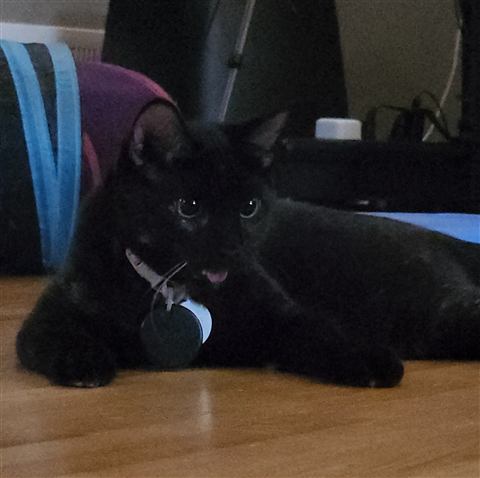Sally — cat photo 59